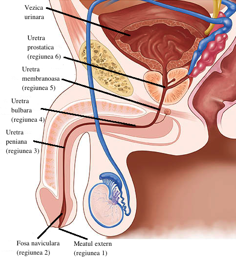 senzatia de usturime dupa urinare prostatita afectează ejacularea?