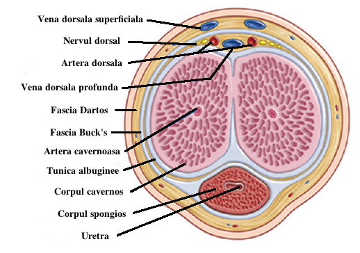 diagrama structurii penisului timpul de continuare a erecției
