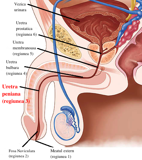 tuburile penisului metode de stimulare a erecției